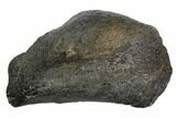 Fossil Whale Ear Bone - Miocene #99958-1